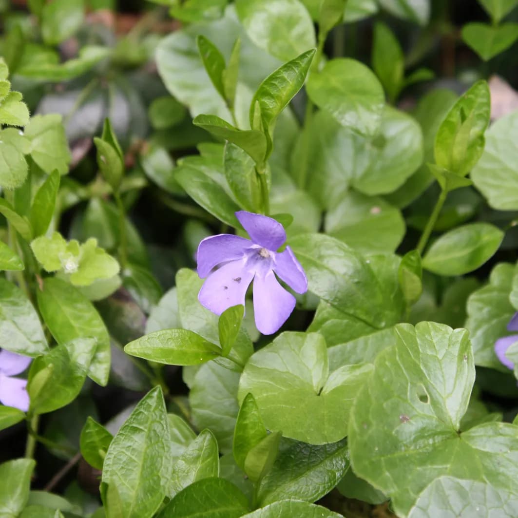 Půdokryvné dřeviny