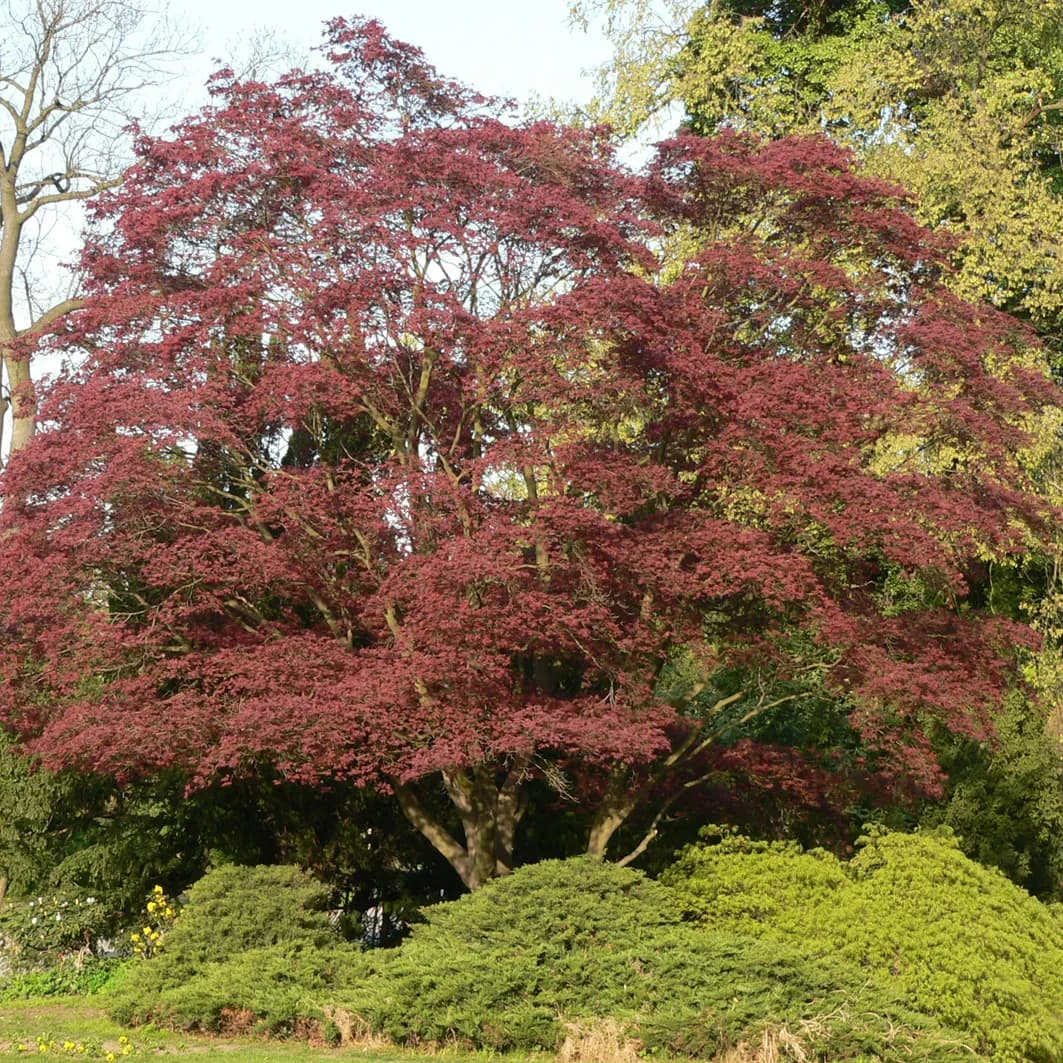 Solitérní dřeviny